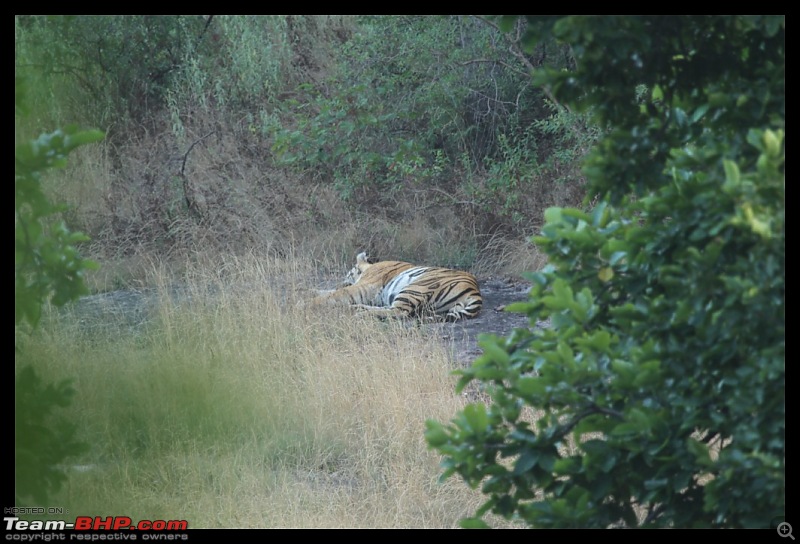 Trailing the Big Cat at Bandhavgarh-371-1024x768.jpg