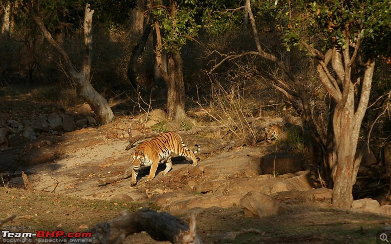 Pench Tiger Reserve - New season starts with a Bang !!!-img_9759.jpg