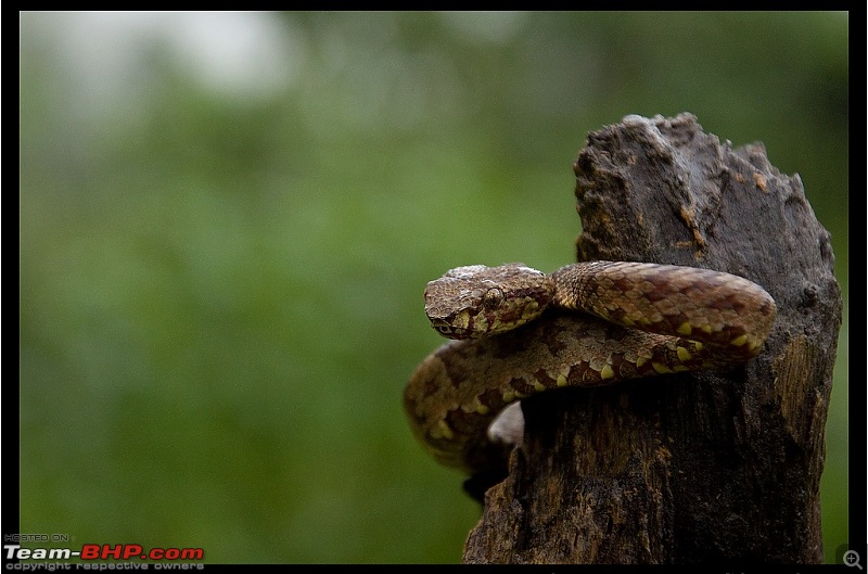 Tresspassing into the capital of King Cobra-malabar-pit-viper-pose.jpg