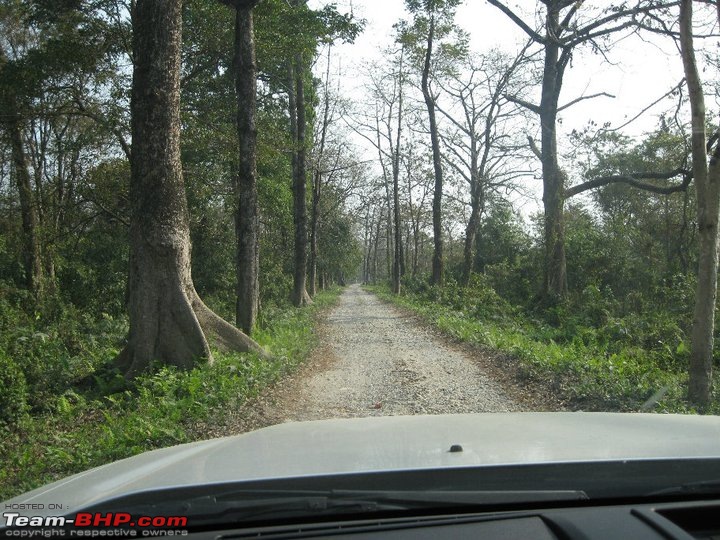 Manas National Park & Tiger Reserve, Assam-m59.jpg