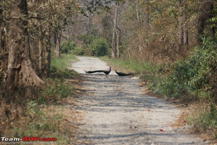 Manas National Park & Tiger Reserve, Assam-m3.jpg