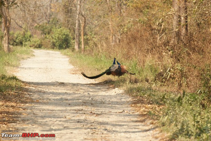 Manas National Park & Tiger Reserve, Assam-m4.jpg