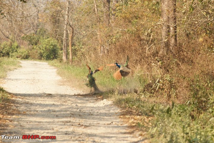 Manas National Park & Tiger Reserve, Assam-m5.jpg