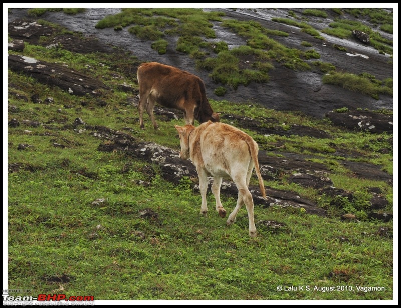 Civved : Vagamon-dsc_6291p.jpg