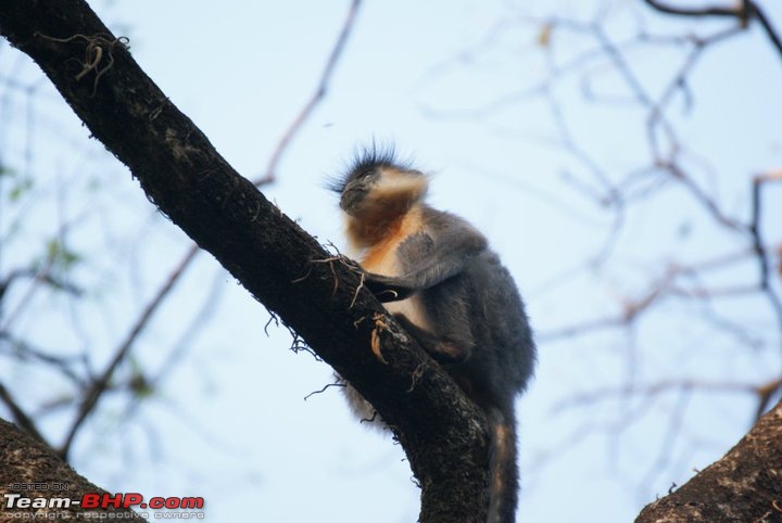 Manas National Park & Tiger Reserve, Assam-m13.jpg
