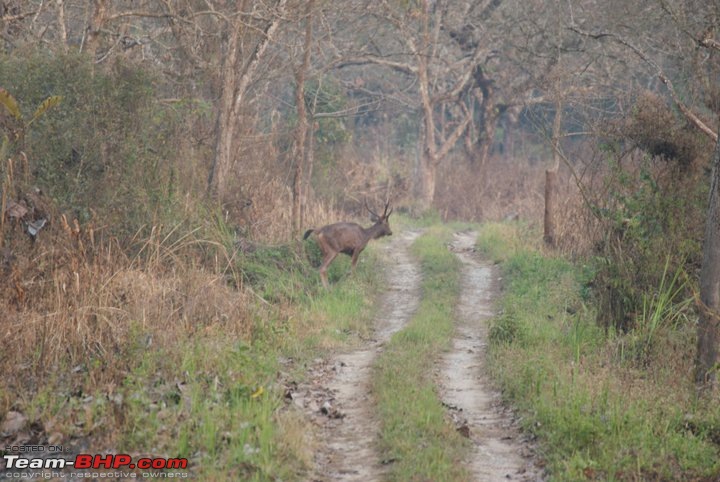 Manas National Park & Tiger Reserve, Assam-m16.jpg