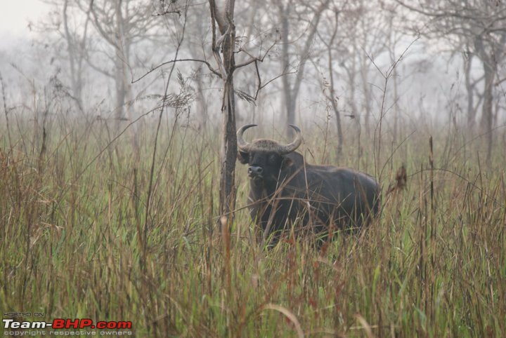 Manas National Park & Tiger Reserve, Assam-m19.jpg