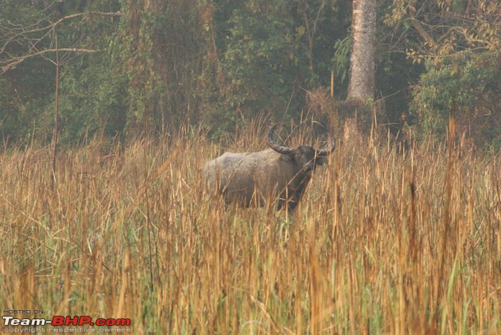 Manas National Park & Tiger Reserve, Assam-m20.jpg