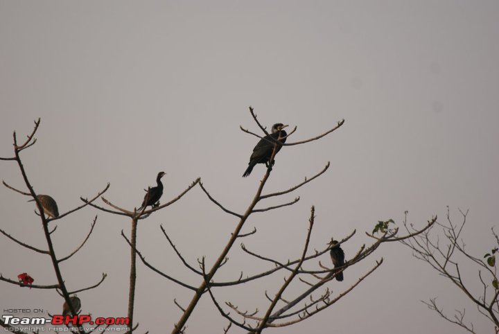 Manas National Park & Tiger Reserve, Assam-m25.jpg