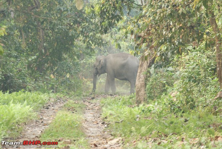 Manas National Park & Tiger Reserve, Assam-m36.jpg