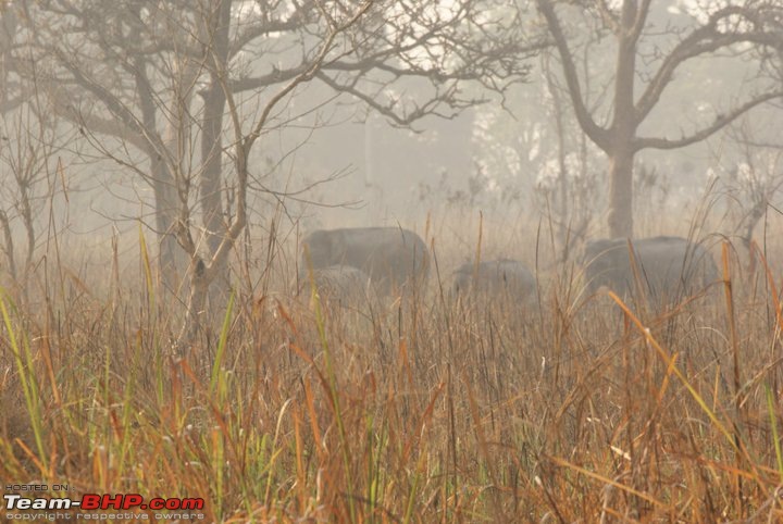 Manas National Park & Tiger Reserve, Assam-m37.jpg