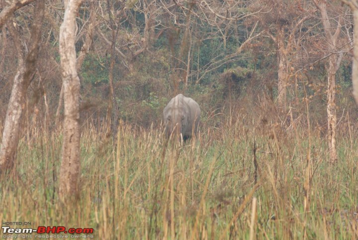 Manas National Park & Tiger Reserve, Assam-m22.jpg