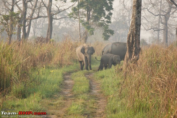 Manas National Park & Tiger Reserve, Assam-m38.jpg