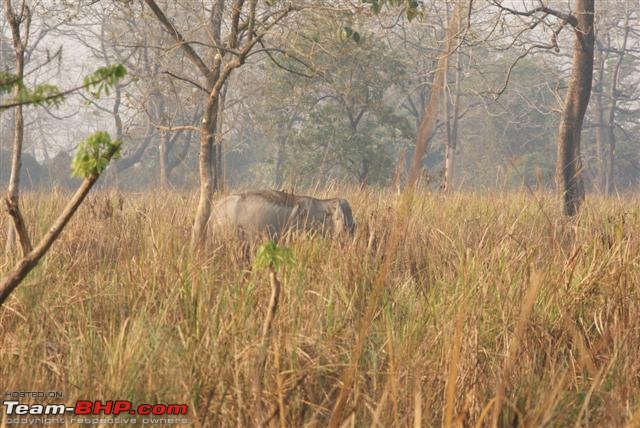 Manas National Park & Tiger Reserve, Assam-dsc01913-small.jpg