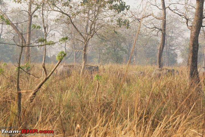 Manas National Park & Tiger Reserve, Assam-m39.jpg