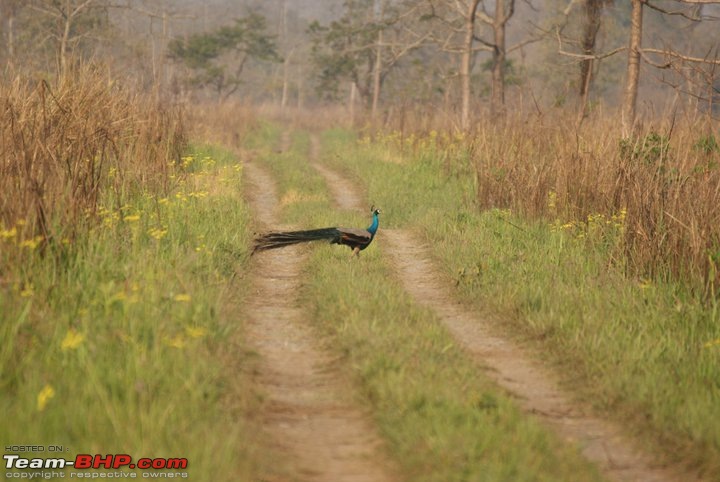 Manas National Park & Tiger Reserve, Assam-m40.jpg