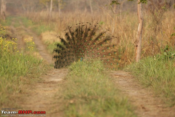 Manas National Park & Tiger Reserve, Assam-m41.jpg