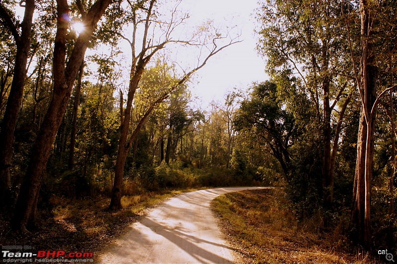 Reflections on Wildlife Addictions "Pench and Kanha National Park"-2.jpg