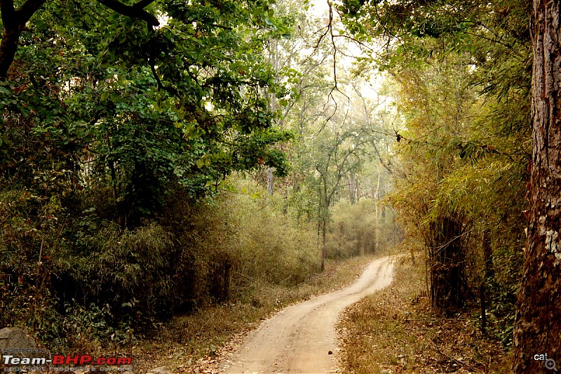 Reflections on Wildlife Addictions "Pench and Kanha National Park"-25.jpg