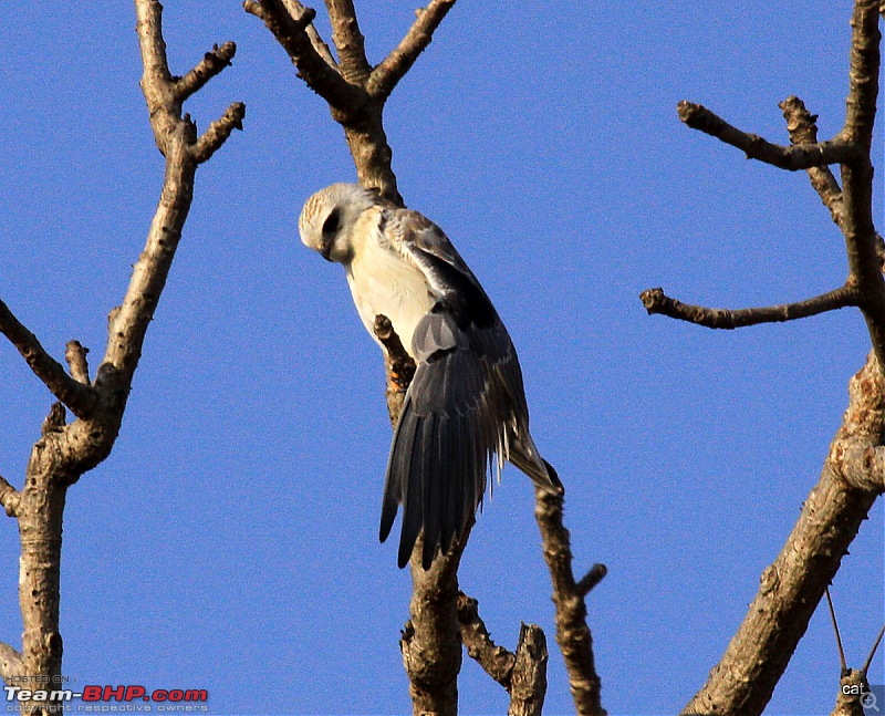 Reflections on Wildlife Addictions "Pench and Kanha National Park"-32.jpg