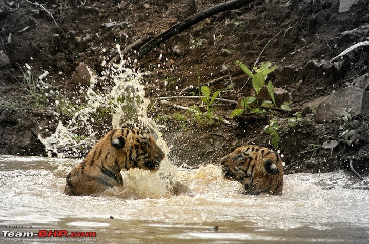 Nobody can assure you a Tiger, and thats the fun of it - Team BHP meet at Tadoba !-199037_10150432768730582_569205581_17472251_2714545_n.jpg