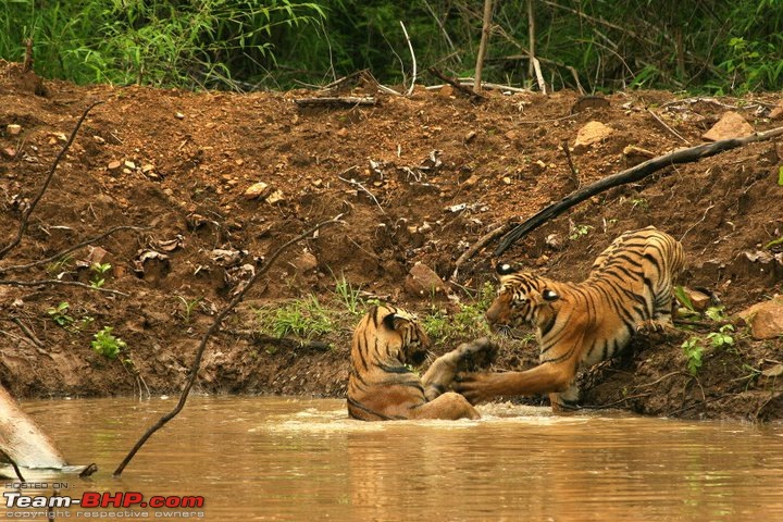 Nobody can assure you a Tiger, and thats the fun of it - Team BHP meet at Tadoba !-196642_10150430062610582_569205581_17446751_5186294_n.jpg