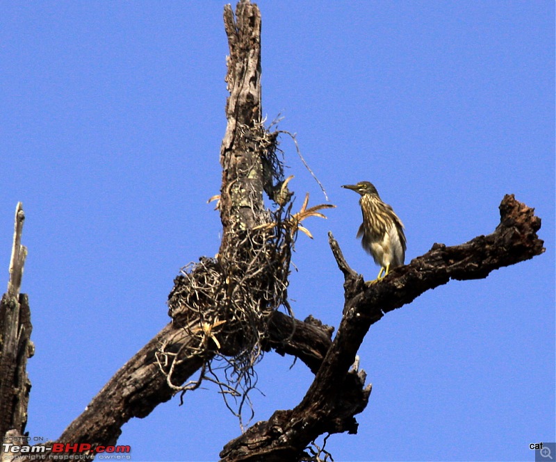 Reflections on Wildlife Addictions "Pench and Kanha National Park"-44.jpg