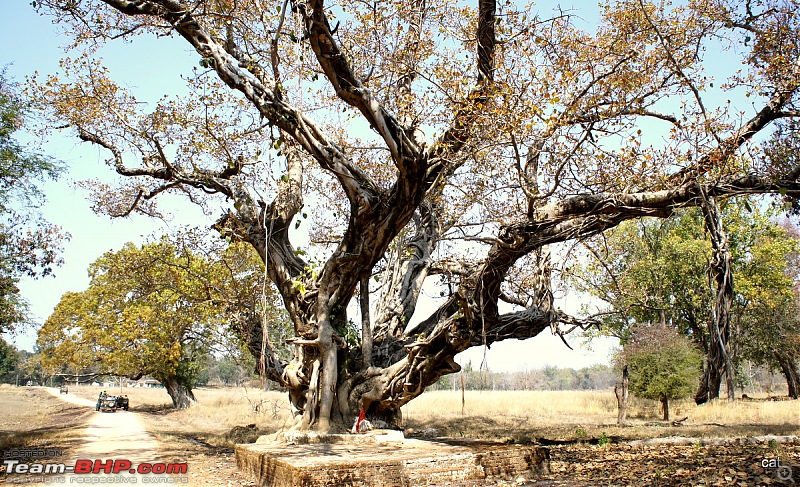 Reflections on Wildlife Addictions "Pench and Kanha National Park"-59.jpg