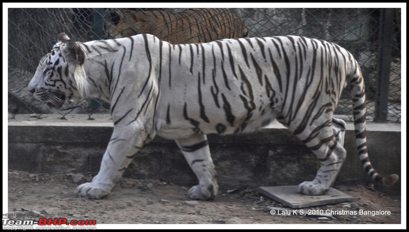 Swifted : Bannerghatta National Park-dsc_6242p.jpg