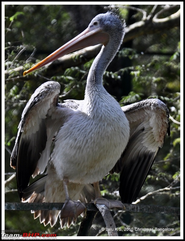 Swifted : Bannerghatta National Park-dsc_6126p.jpg