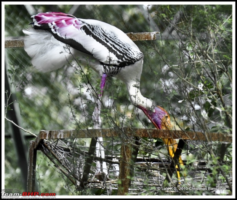 Swifted : Bannerghatta National Park-dsc_6151p.jpg