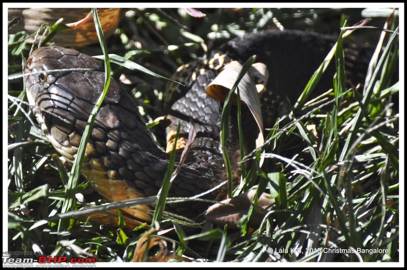 Swifted : Bannerghatta National Park-dsc_6171p.jpg