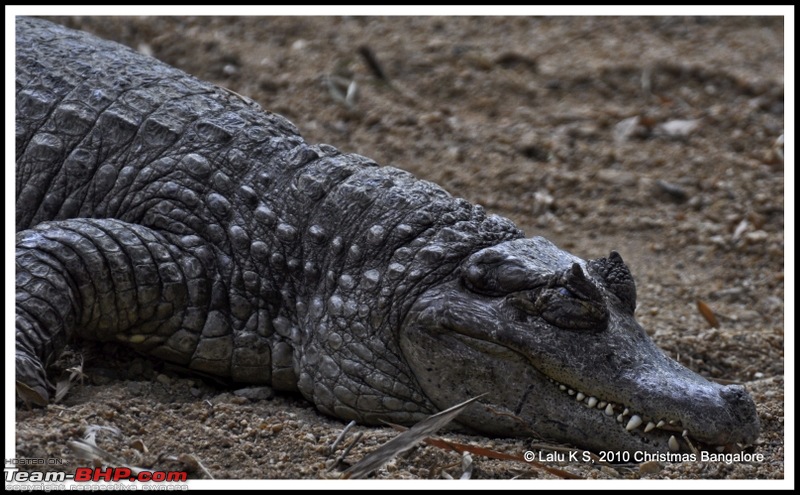 Swifted : Bannerghatta National Park-dsc_6152p.jpg