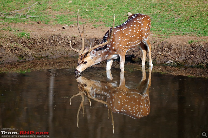 Gurgaon - Sariska - Gurgaon - Phew...Finally sighted one of the Tiger Cubs of ST2-3976.jpg