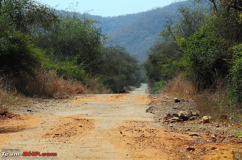 Gurgaon - Sariska - Gurgaon - Phew...Finally sighted one of the Tiger Cubs of ST2-3994.jpg