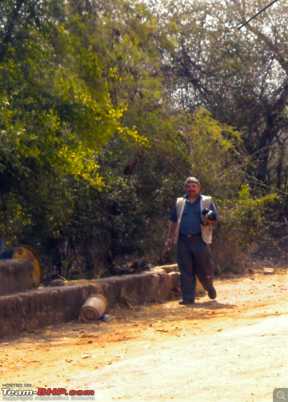 Gurgaon - Sariska - Gurgaon - Phew...Finally sighted one of the Tiger Cubs of ST2-1698.jpg