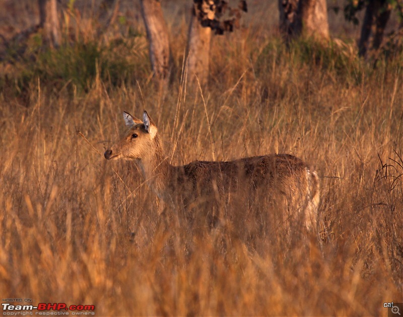 Reflections on Wildlife Addictions "Pench and Kanha National Park"-92.jpg