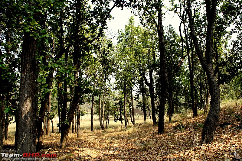 Reflections on Wildlife Addictions "Pench and Kanha National Park"-dsc00595.jpg