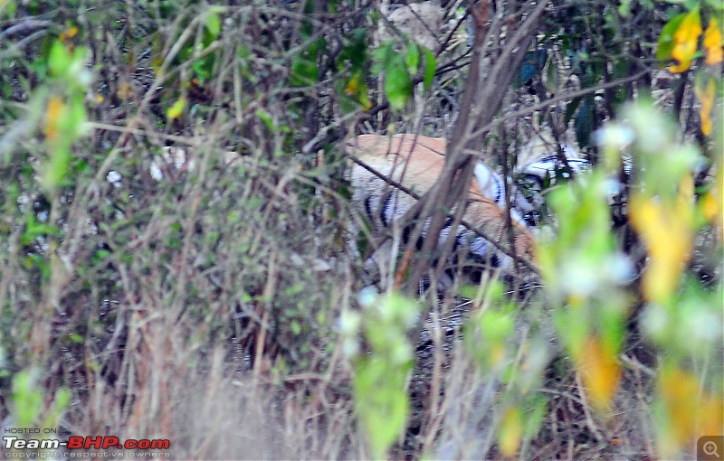 Gurgaon - Sariska - Gurgaon - Phew...Finally sighted one of the Tiger Cubs of ST2-4043.jpg