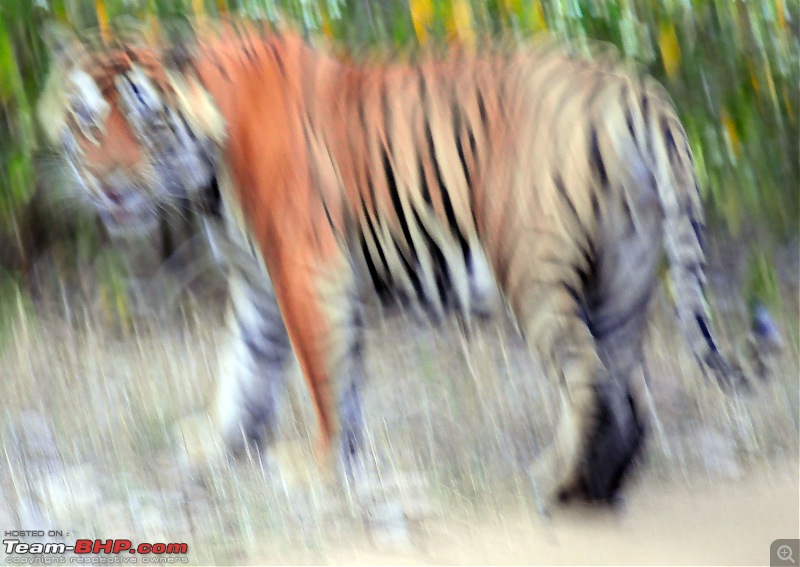 Gurgaon - Sariska - Gurgaon - Phew...Finally sighted one of the Tiger Cubs of ST2-4047.jpg