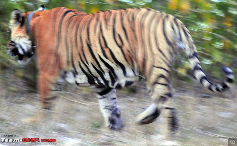 Gurgaon - Sariska - Gurgaon - Phew...Finally sighted one of the Tiger Cubs of ST2-4049.jpg