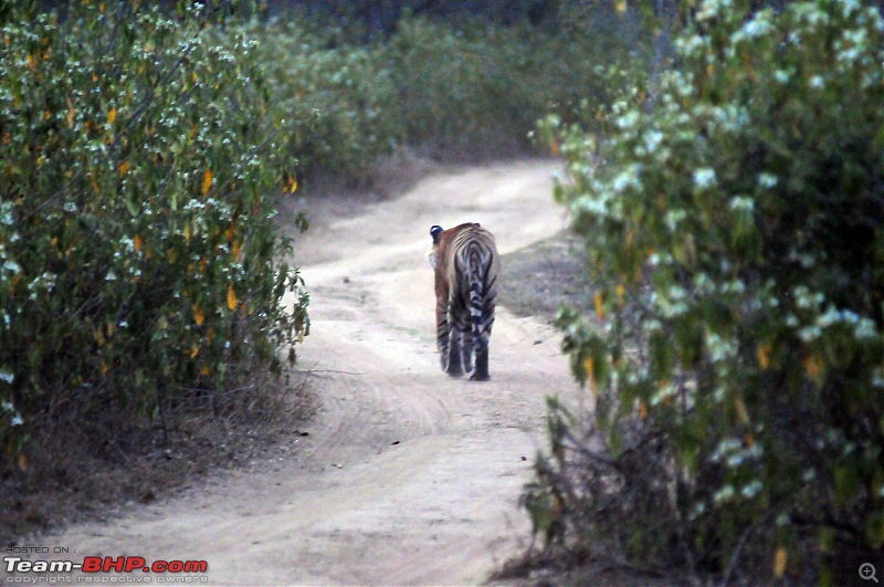 Gurgaon - Sariska - Gurgaon - Phew...Finally sighted one of the Tiger Cubs of ST2-4051.jpg