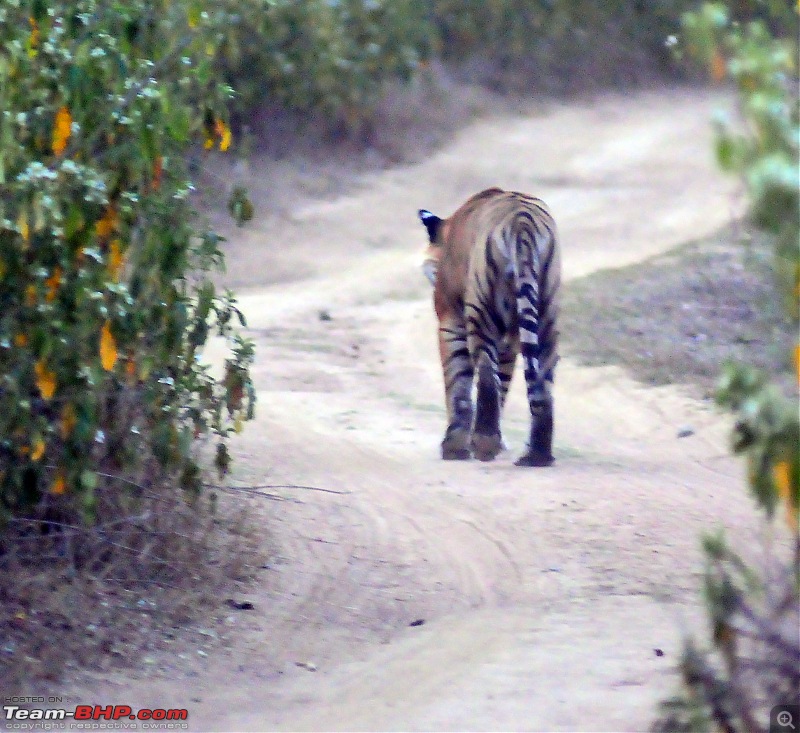 Gurgaon - Sariska - Gurgaon - Phew...Finally sighted one of the Tiger Cubs of ST2-4053.jpg