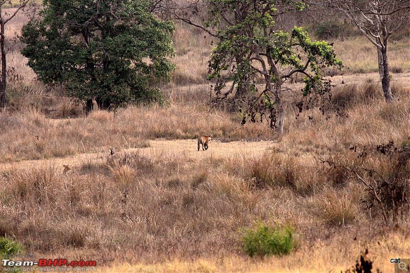 Reflections on Wildlife Addictions "Pench and Kanha National Park"-108.jpg