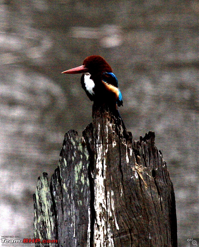 Reflections on Wildlife Addictions "Pench and Kanha National Park"-img_10311.jpg