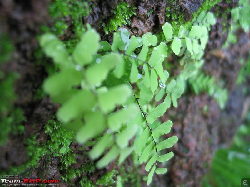 Tresspassing into the capital of King Cobra-aagumbe-099.jpg