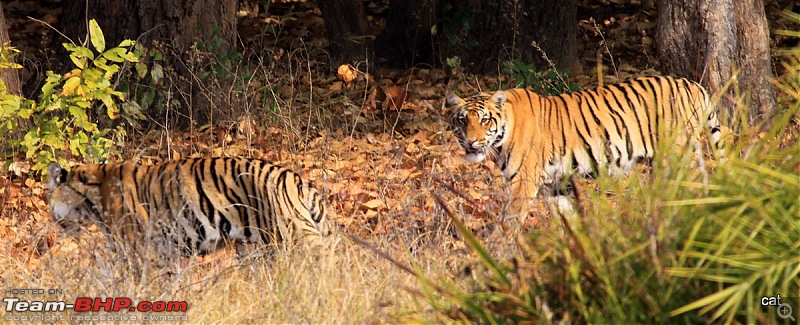 Reflections on Wildlife Addictions "Pench and Kanha National Park"-img_1116.jpg
