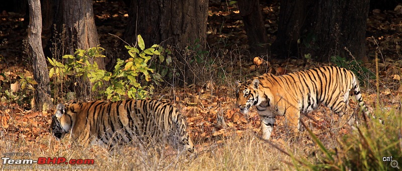 Reflections on Wildlife Addictions "Pench and Kanha National Park"-img_1117.jpg