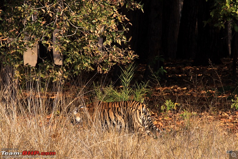 Reflections on Wildlife Addictions "Pench and Kanha National Park"-img_1129.jpg