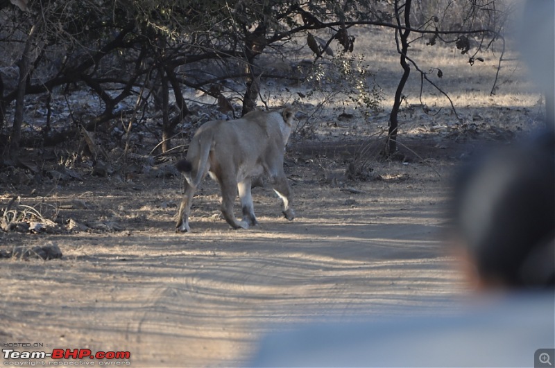 Sasan Gir  The Last Home to Asiatic Lion-girnp-217.jpg